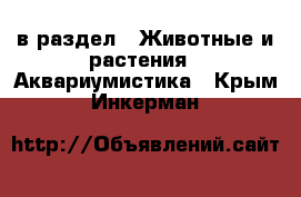  в раздел : Животные и растения » Аквариумистика . Крым,Инкерман